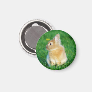 Cute Fawn Bunny Sitting in Grass Magnet