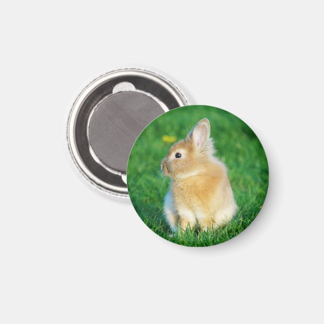 Cute Fawn Bunny Sitting in Grass Magnet (Front/Back)