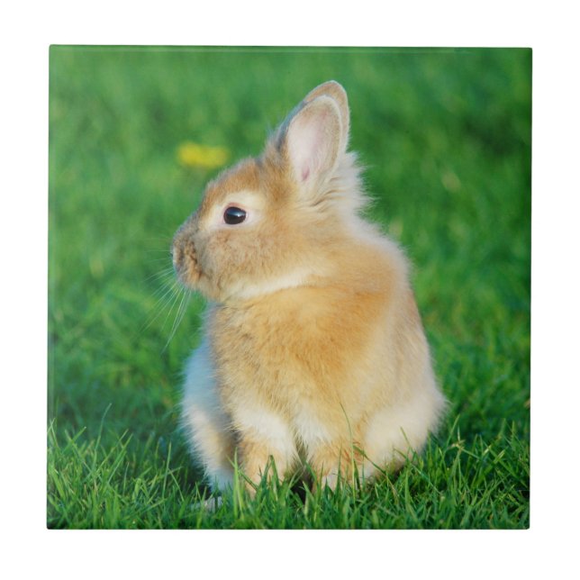 Cute Fawn Bunny Sitting in Grass Tile (Front)