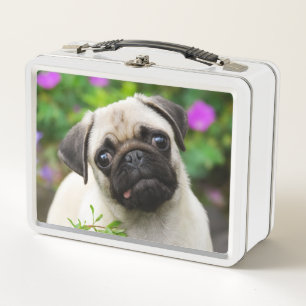 Cute Fawn Coloured Pug Puppy Dog Face Pet Photo Metal Lunch Box