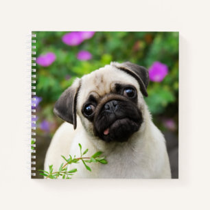 Cute Fawn Coloured Pug Puppy Dog Face Pet Photo - Notebook