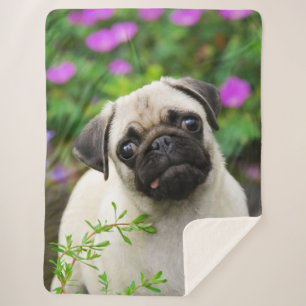 Cute Fawn Coloured Pug Puppy Dog Face Pet Photo on Sherpa Blanket
