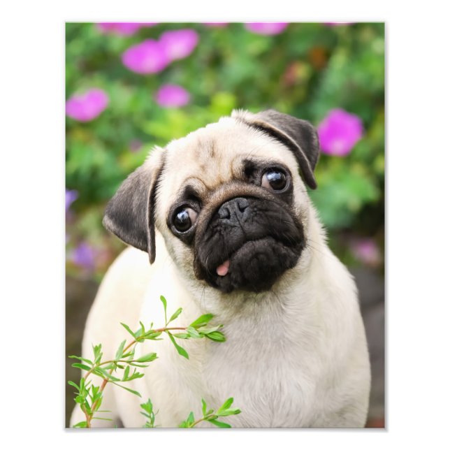 Cute Fawn Coloured Pug Puppy Dog Face Pet Photo - Print (Front)