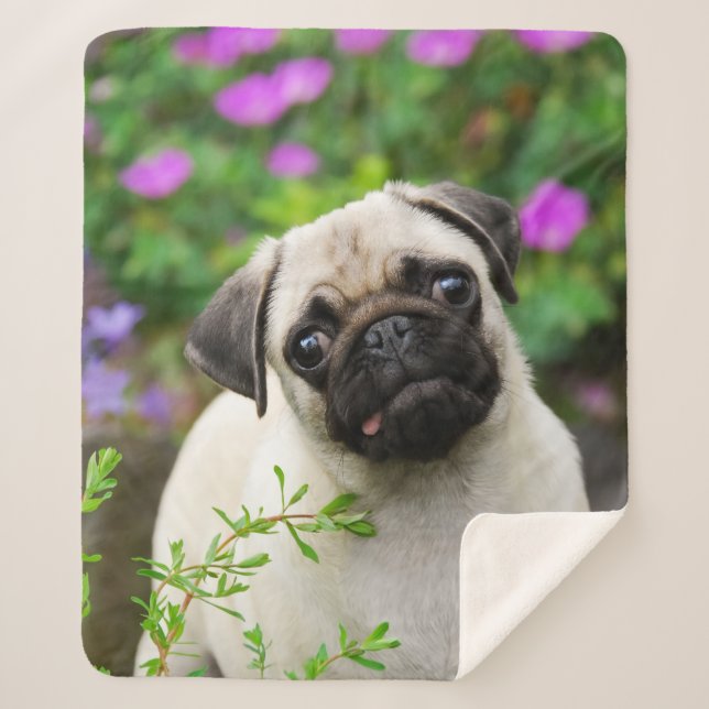 Cute Fawn Coloured Pug Puppy Dog Face Pet Photo "" Sherpa Blanket (Front)
