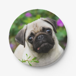 Cute Fawn Pug Puppy Dog Portrait, Happy Party Paper Plate