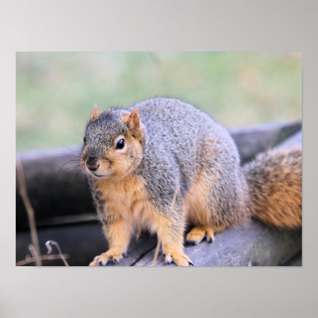 Cute fellow poster (Front)