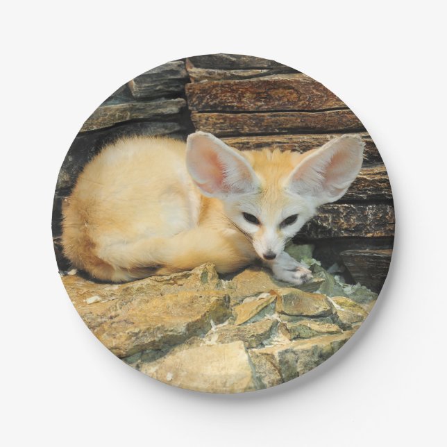 Cute fennec fox paper plate (Front)