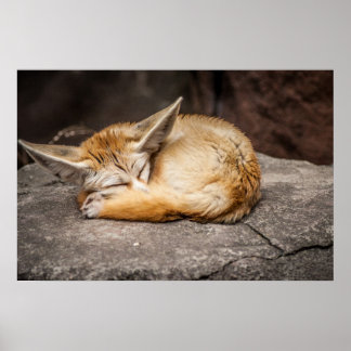 Cute Fennec Fox Poster