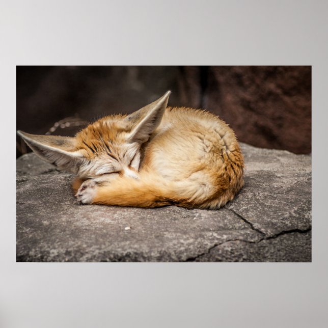 Cute Fennec Fox Poster (Front)