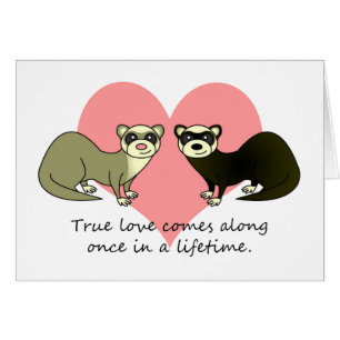 Cute Ferrets True Love