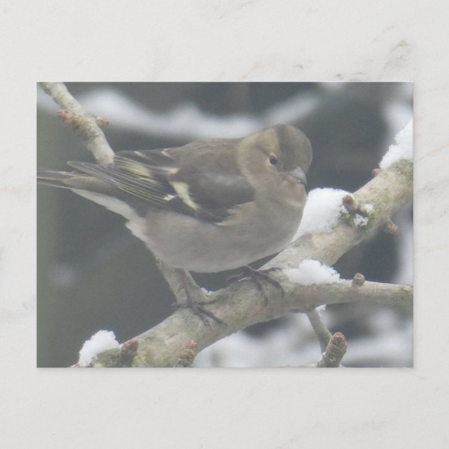 Cute Finch in Snow DIY Postcard (Front)