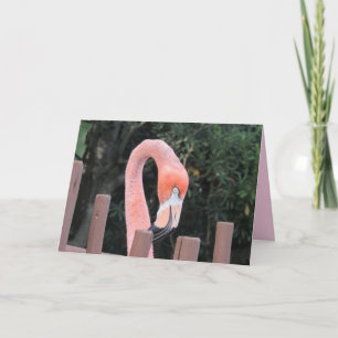 Cute Flamingo Greeting Card
