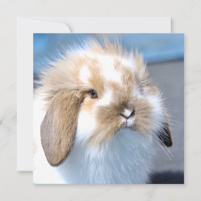 Cute Flemish white and brown rabbit   (Front)
