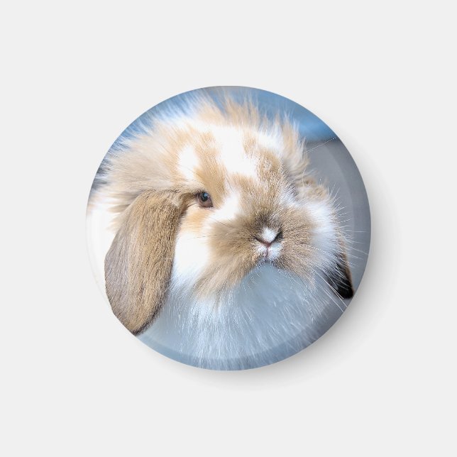 Cute Flemish white and brown rabbit   Magnet (Front)