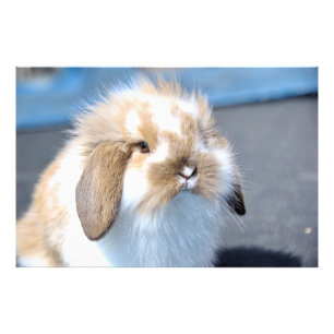 Cute Flemish white and brown rabbit Photo Print