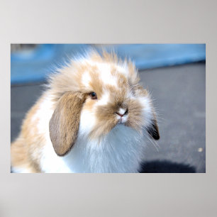 Cute Flemish white and brown rabbit Poster