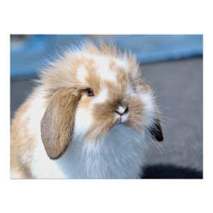 Cute Flemish white and brown rabbit Poster