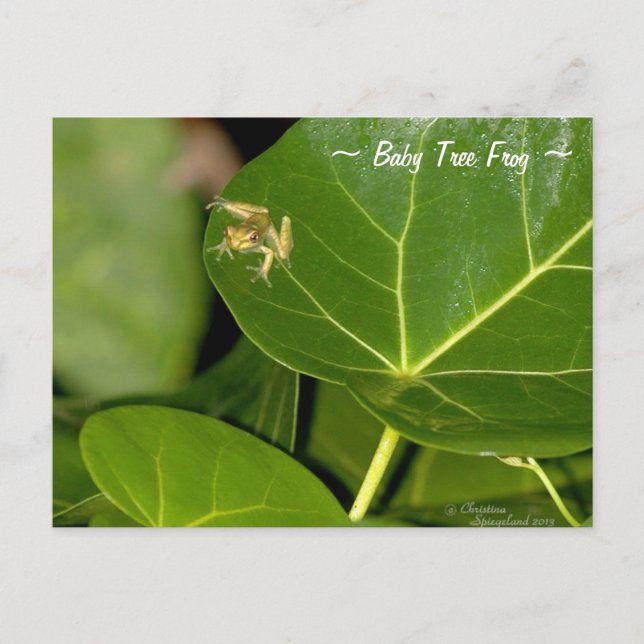 Cute Florida tiny baby Tree Frog Postcard (Front)