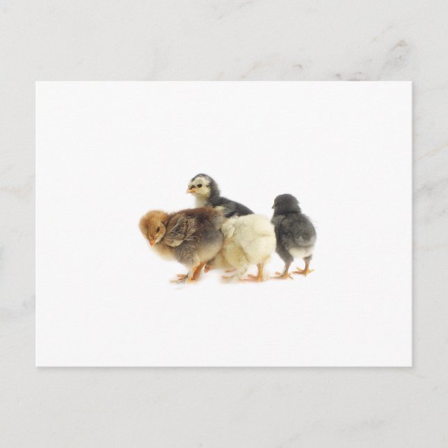 cute fluffy chicks postcard (Front)