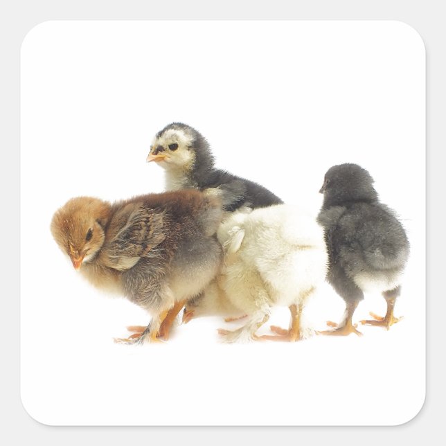 cute fluffy chicks square sticker (Front)