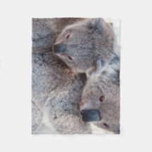 Cute Fluffy Grey Koalas