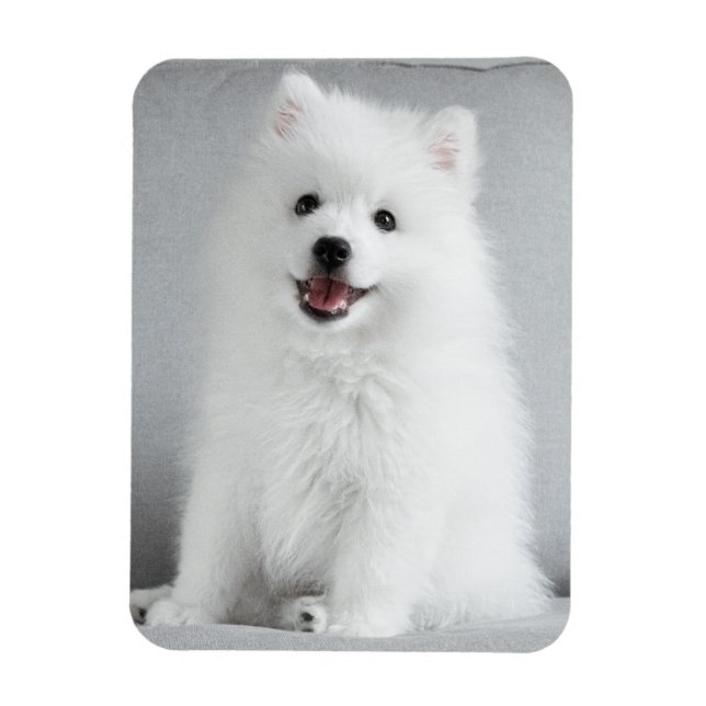Cute Fluffy Japanese Spitz Puppy Magnet (Vertical)