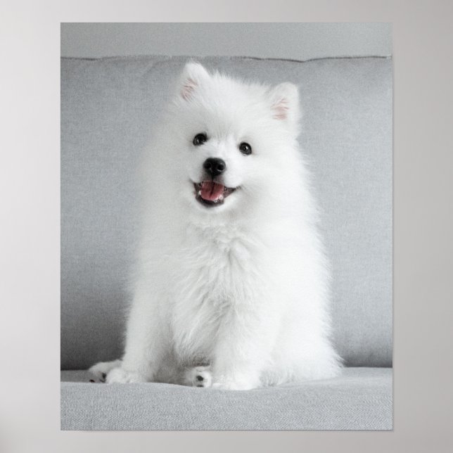 Cute Fluffy Japanese Spitz Puppy Poster (Front)