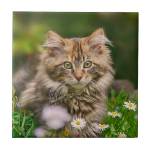 Cute Fluffy Maine Coon Kitten Cat Animal Photo --- Ceramic Tile