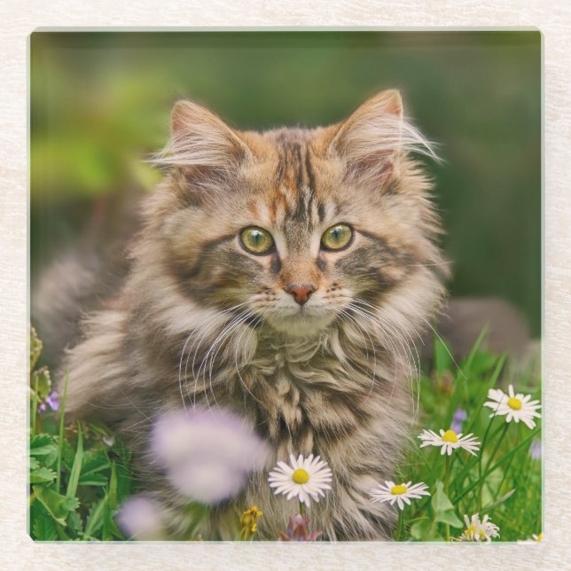 Cute Fluffy Maine Coon Kitten Cat in Flowers Photo Glass Coaster (Front)