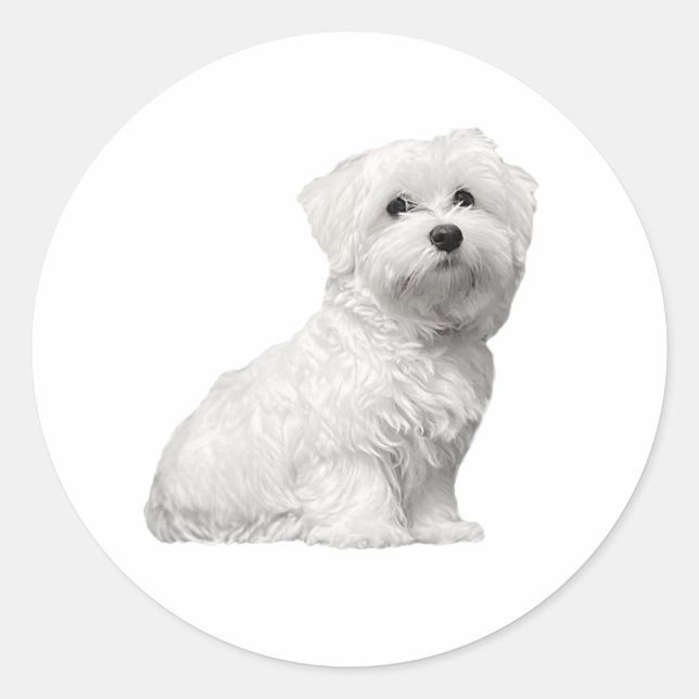 Cute Fluffy Maltese Lili Classic Round Sticker (Front)