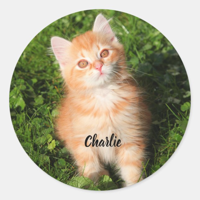 Cute Fluffy Orange Tabby Cat Kitten Classic Round Sticker (Front)