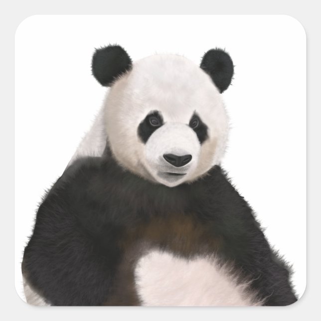 Cute Fluffy Panda Bear Square Sticker (Front)