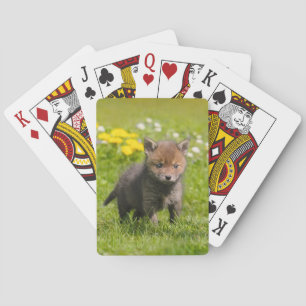 Cute Fluffy Red Fox Cub Wild Baby Animal, Playing Playing Cards