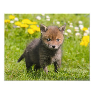 Cute Fluffy Red Fox Cub Wild Baby - Paperprint Photo Print