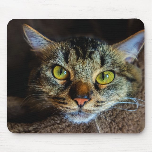 Cute Fluffy Tabby Cat  Mouse Pad (Front)