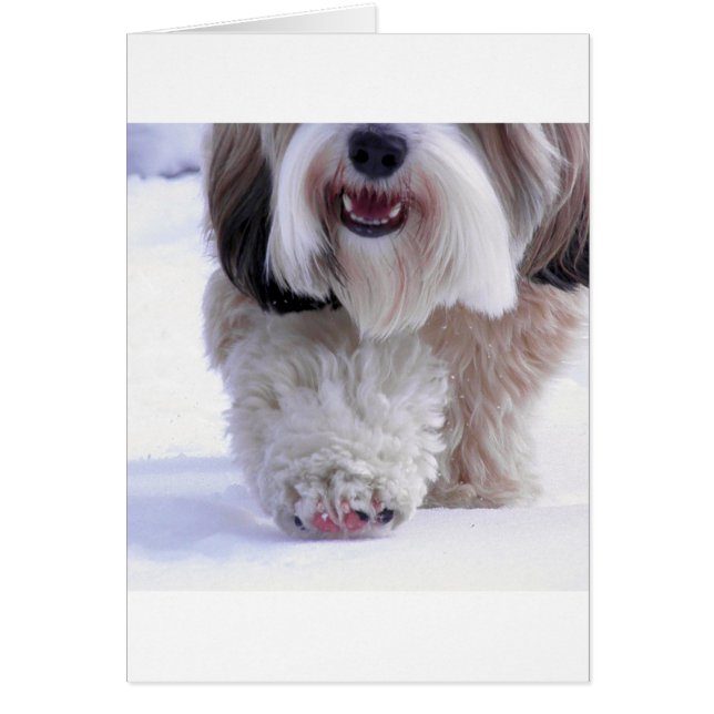 Cute Fluffy Tibetan Terrier Snow Paw (Front)