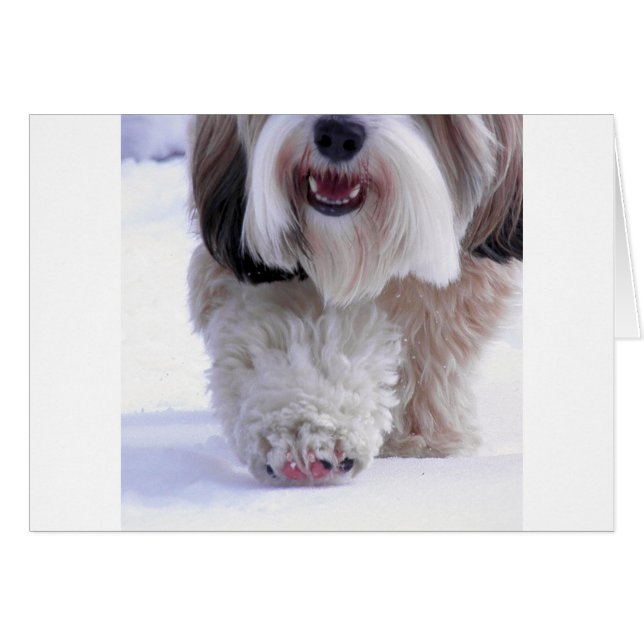 Cute Fluffy Tibetan Terrier Snow Paw (Front Horizontal)