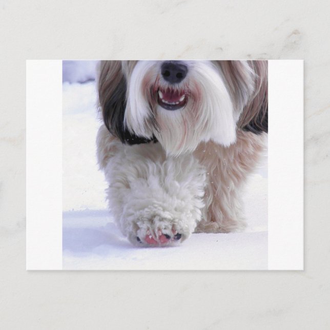 Cute Fluffy Tibetan Terrier Snow Paw Postcard (Front)