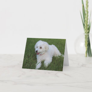 cute fluffy white dog on a note card