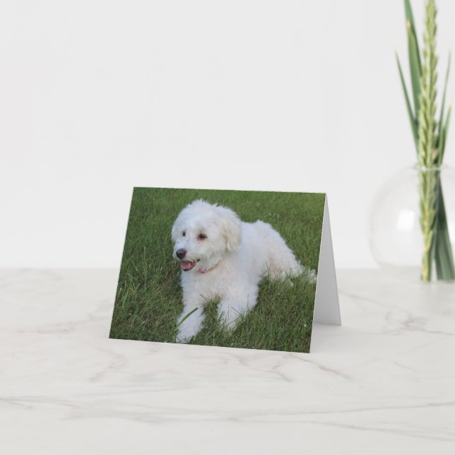 cute fluffy white dog on a note card (Front)