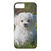 Cute Fluffy White Maltese Puppy Dog