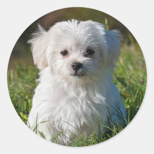 Cute Fluffy White Maltese Puppy Dog Classic Round Sticker
