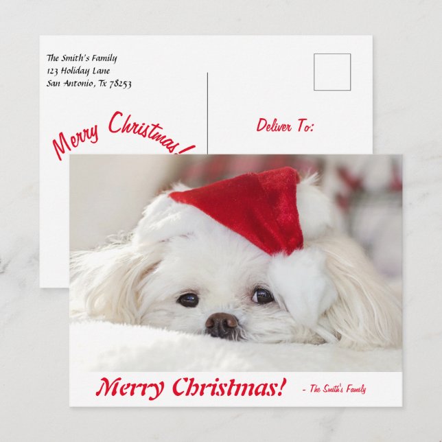 Cute Fluffy White Maltese Puppy Dog in a Santa Hat Postcard (Front/Back)