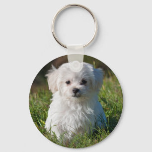 Cute Fluffy White Maltese Puppy Dog Key Ring