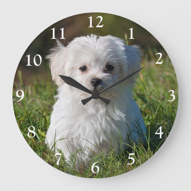 Cute Fluffy White Maltese Puppy Dog Large Clock (Front)