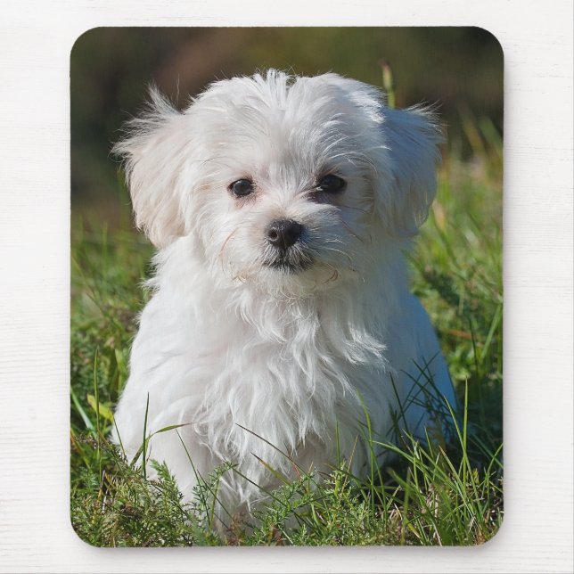 Cute Fluffy White Maltese Puppy Dog Mouse Pad (Front)