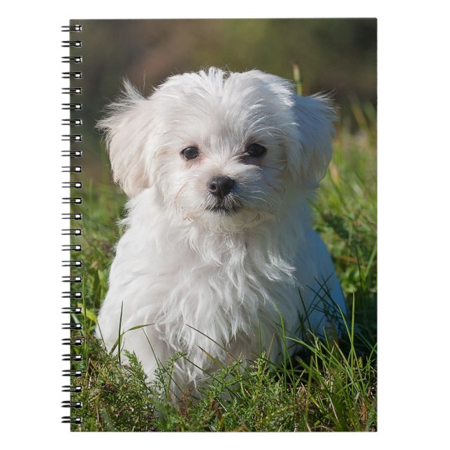 Cute Fluffy White Maltese Puppy Dog Notebook (Front)