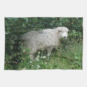 Cute Fluffy White Sheep Eating Kitchen Towel
