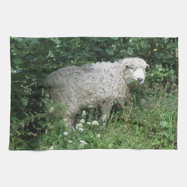 Cute Fluffy White Sheep Eating Kitchen Towel (Horizontal)