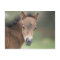 Cute Foal Baby Horse